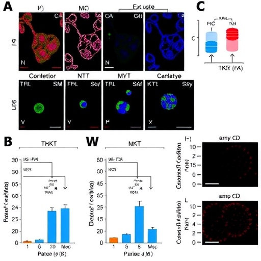 Correction: Positive TKT–c-Myc loop promotes TACE resistance in hepatocellular carcinoma