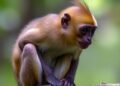 CUNY Study Confirms Discovery of New African Monkey Species