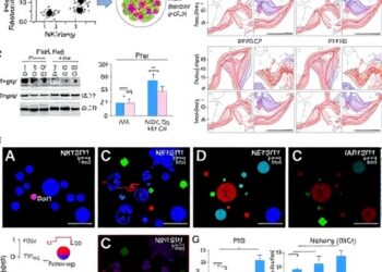 Cytokine-Expanded Memory NK Cells Show Metabolic and Epigenetic Reprogramming and Persistence