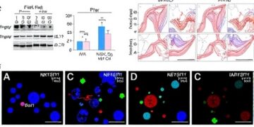 Cytokine-Expanded Memory NK Cells Show Metabolic and Epigenetic Reprogramming and Persistence