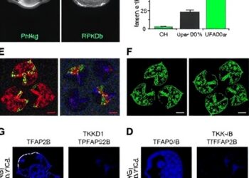 Deletion of ARPKD-associated Pkhd1 gene in mice results in decreased Tfap2b expression and eye abnormalities