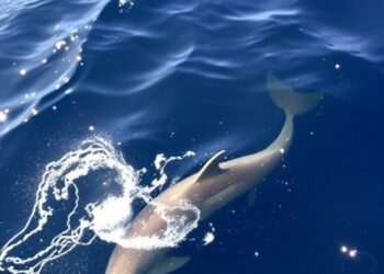Dolphins Spotted Returning to the Sea of Japan