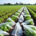 Environmental impacts and fate of plastic films used in agriculture