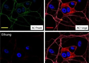 Extracellular Matrix Stiffness Guides Region-Specific Lung Epithelial Differentiation in Organoids