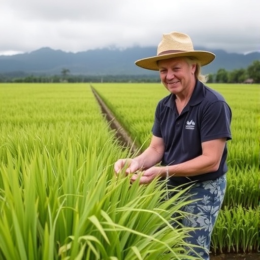 Fast-growing Japanese rice yields quality grains in Hawaii in three months