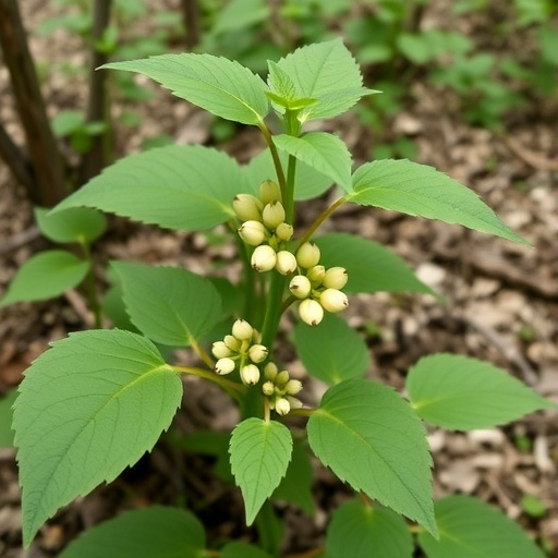Federal Ginseng Rules Struggle to Accurately Predict Plant Health