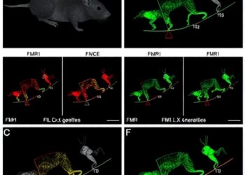 FMR1 Gene Therapy Rescues Fragile X Syndrome Traits in Mice