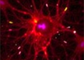 Focal Astrocyte Loss Shows Nuclear Translocation During Lesion Repopulation