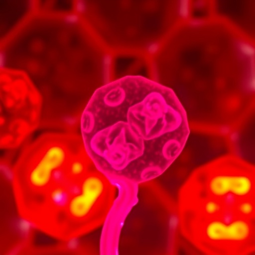 FOXM1 Inhibition Enhances Maturation of Human iPSC-Derived Liver Cells