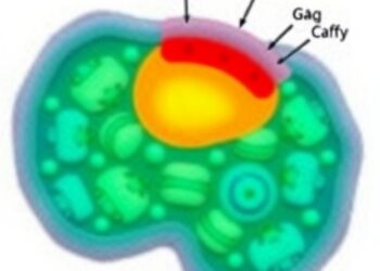 Gαq Activates Free Fatty Acid Receptor 4 to Suppress Metabolic Dysfunction