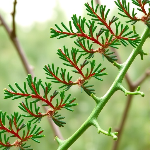 Genomic data reveal widespread hybridization and invasion history of saltcedar