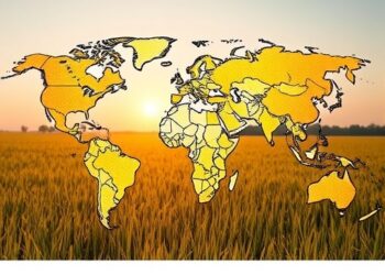 Global crop models underestimate how rice responds to extreme heat