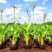 Global variation of plant nitrogen acquisition strategies and their responses to decreasing nitrogen availability