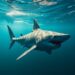 Hidden Design Behind Sharks, Spines, and Diverse Swimming Styles