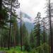 Himalayan Forests Use Dual Approach to Capture and Store More Carbon
