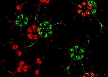 HK1–LDHA feedback boosts Wnt5a histone lactylation, linking prenatal acetaminophen to male OA