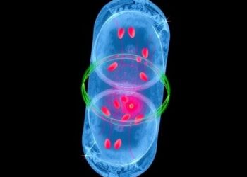 Houston Methodist Researchers Create Biodegradable Implant for Targeted Cancer Immunotherapy