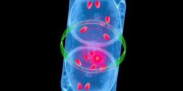 Houston Methodist Researchers Create Biodegradable Implant for Targeted Cancer Immunotherapy
