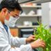 KAUST Researchers Create More Precise Method for Engineering Plants