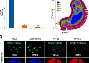 KRAS inhibitors MRTX1133 or daraxonrasib synergize with anti-CTLA4 in pancreatic cancer