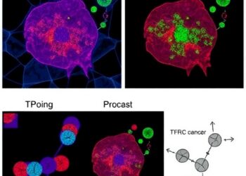 LINC01929 Drives Breast Cancer via TFRC-Linked Ferroptosis Pathway