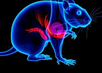 Linoleic Acid Promotes Osteoarthritis via Ferroptosis in Male Rat Cartilage
