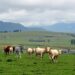 Local rules reshape global emissions: unintended carbon costs of livestock-free zones