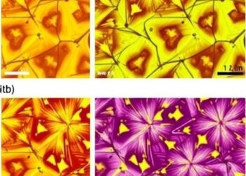 Mass Spectrometry Imaging Tracks Different Starting Steps of Benzalkonium Degradation