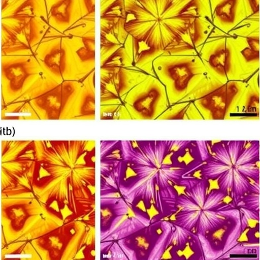 Mass Spectrometry Imaging Tracks Different Starting Steps of Benzalkonium Degradation