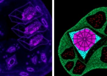 Merlin Deficiency Promotes Immunosuppression in Breast Cancer Environment