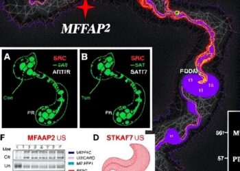 MFAP2 from Cancer-Associated Fibroblasts Drives Gastric Cancer Spread via Src-STAT3-PTK7