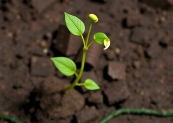 Microbial Carbon Metabolism Tied to Organic Matter Chemistry in Soils