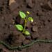 Microbial Carbon Metabolism Tied to Organic Matter Chemistry in Soils