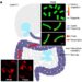 Microbiota-derived 10-hydroxystearic acid activates PPARα to restore gut epithelial barrier integrity and enhance anti-retroviral therapy