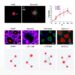 miR-195-5p regulates apoptosis in colorectal cancer via XIAP BCL2 Survivin network
