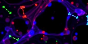Mitophagy dampens mitochondrial DNA–triggered cGAS-STING activation in autoimmune thyroiditis