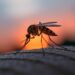Mosquitoes’ Potent Weapon Against Insecticide Discovery Reveals New Defense Mechanism