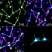 Nanoneedle Arrays Enable Sequencing-Free Spatial Profiling of Fresh Tissue Regulation