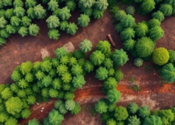 Nepal’s Sal forests show distinct damage patterns from logging operations