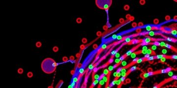 New Discoveries in Eosinophil Subtypes Reveal Potential Therapeutic Targets