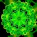 New Imaging Reveals Plant Tissues in Greater Detail