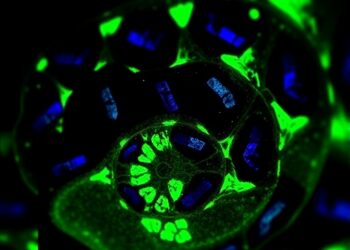 New NIR fluorotag CETIF6a enhances tumor labeling and protein profiling