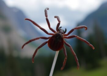 New Tick-Borne Threat: Anaplasmosis Spreads in Canada