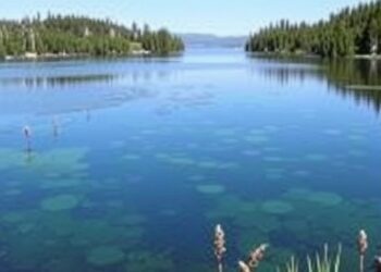 Nitrogen Retention Drives Eutrophication in US Lakes Today
