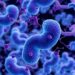 Obesity Remolds Pancreas Immune Landscape Through Dynamic Cellular Changes