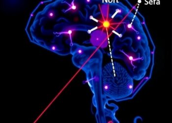 Oligomeric alpha-Synuclein in Neural Extracellular Vesicles Signals Parkinson Non-Motor Symptoms