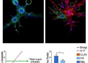 Oncogene Inactivation–Triggered Senescence Enables Tumor Relapse
