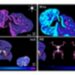 Pathology-CoT Trains Visual Chain-of-Thought Agents Using Expert Whole-Slide Diagnoses