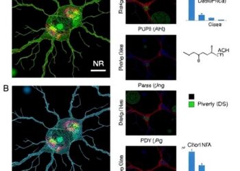 Piperazine Derivatives Trigger Mitochondrial Dysfunction and Microtubule Changes in Neurons