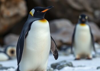 Prey Access, Not Abundance, Drives Predator Behavior in Penguins